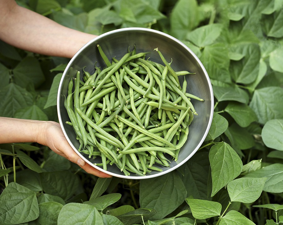 Organic green beans being harvested out of garden