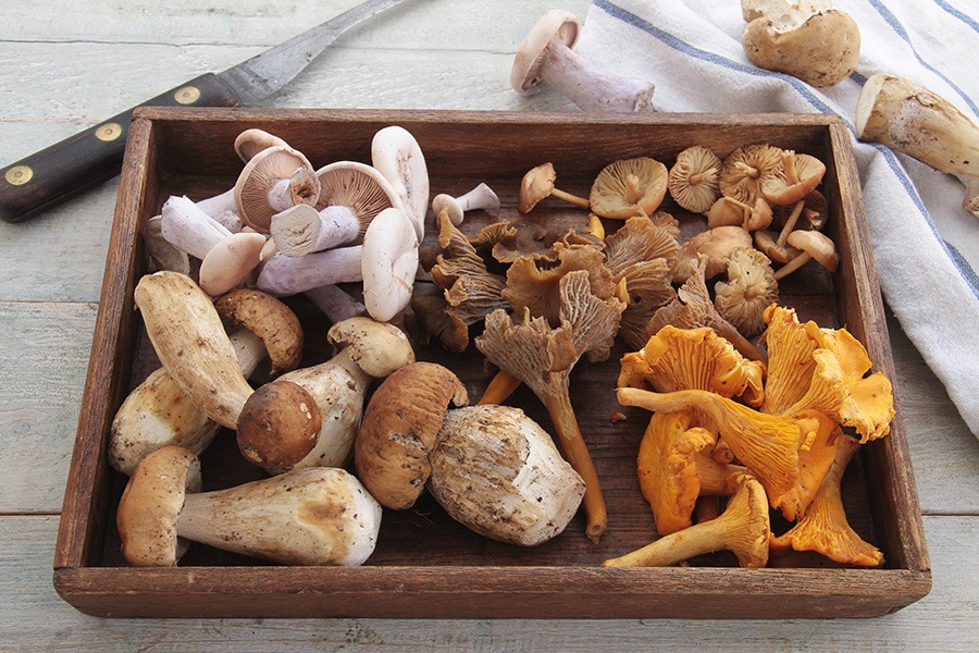 A selection of wild mushrooms